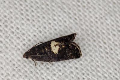 <i>Pammene spiniana</i>