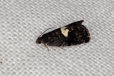 <i>Pammene spiniana</i>