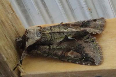 <i>Allophyes oxyacanthae</i>