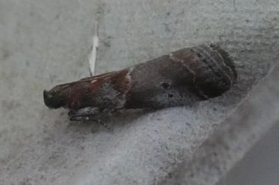 <i>Acrobasis sp (glaucella/falouella)</i>