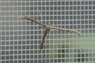 <i>Emmelina monodactyla</i>