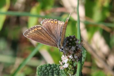 <i>Polyommatus icarus</i>