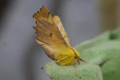 <i>Ennomos alniaria</i>