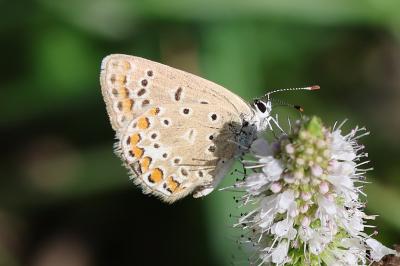 <i>Polyommatus icarus</i>