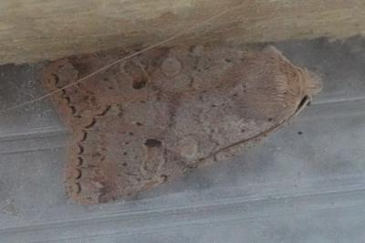 <i>Propenistra laevis</i>