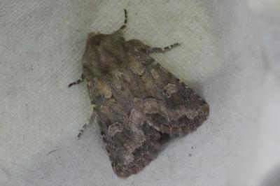 <i>Luperina testacea</i>