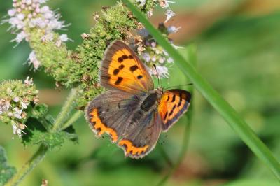 <i>Lycaena phlaeas</i>
