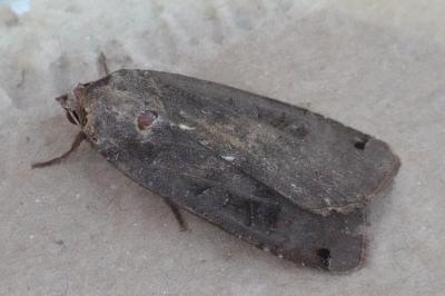 <i>Noctua pronuba</i>
