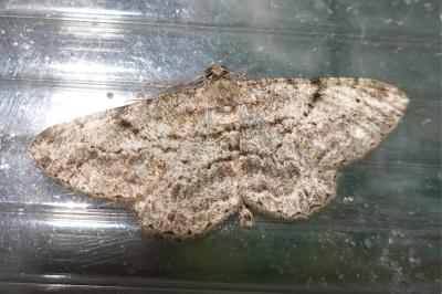 <i>Peribatodes rhomboidaria</i>