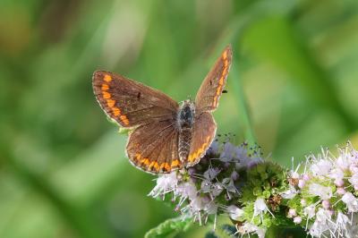 <i>Aricia agestis</i>