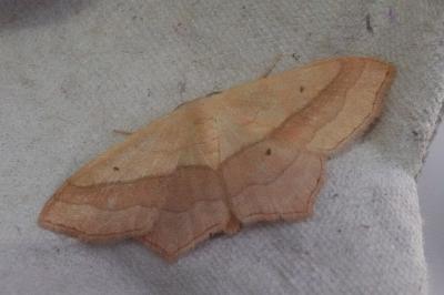 <i>Scopula imitaria</i>