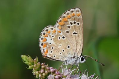 <i>Aricia agestis</i>