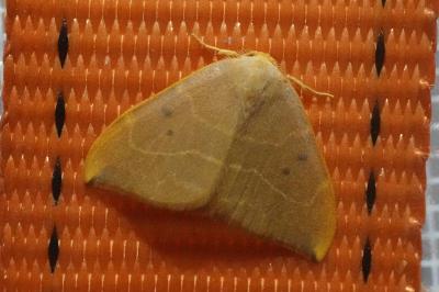 <i>Watsonalla binaria</i>