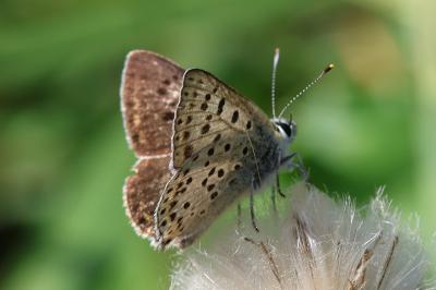 <i>Lycaena tityrus</i>