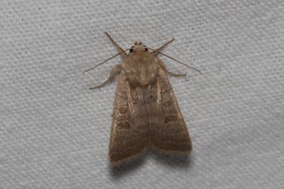 <i>Hoplodrina ambigua</i>