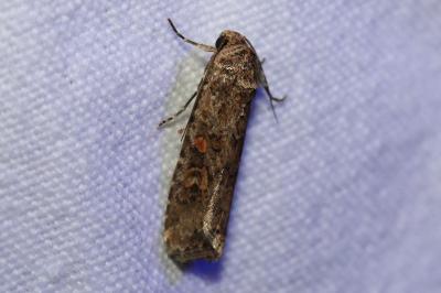 <i>Spodoptera exigua</i>