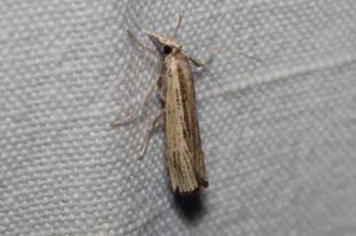 <i>Agriphila straminella</i>