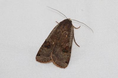 <i>Noctua pronuba</i>