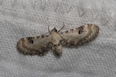 <i>Eupithecia centaureata</i>