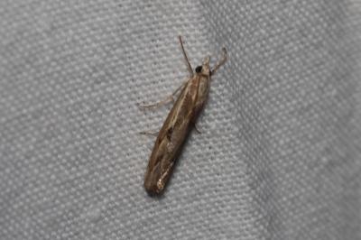 <i>Agriphila geniculea</i>