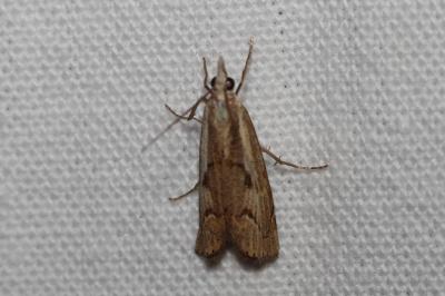 <i>Agriphila geniculea</i>
