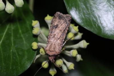 <i>Agrotis segetum</i>