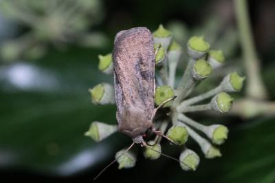 <i>Agrotis ipsilon</i>