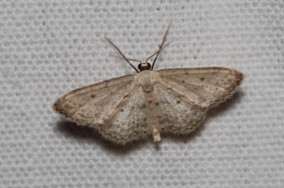 <i>Idaea seriata</i>