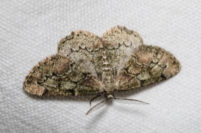 <i>Cleorodes lichenaria</i>