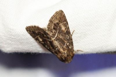 <i>Thalpophila matura</i>