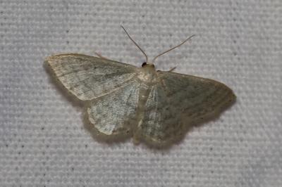 <i>Idaea subsericeata</i>
