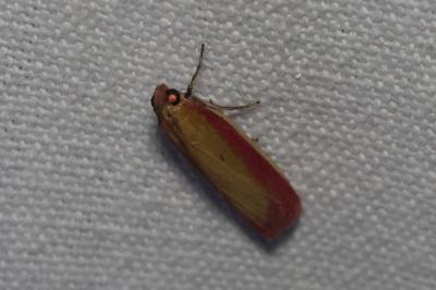 <i>Oncocera semirubella</i>