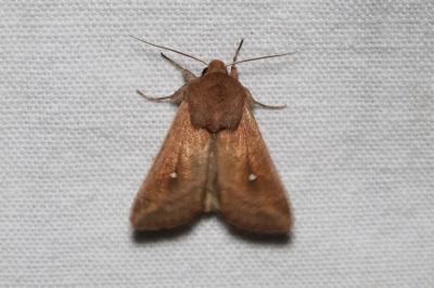 <i>Mythimna albipuncta</i>