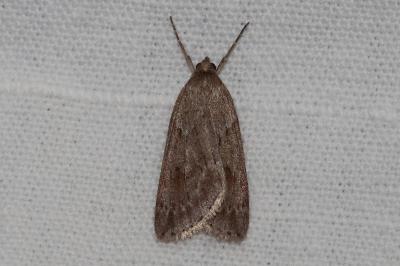 <i>Pachycnemia hippocastanaria</i>