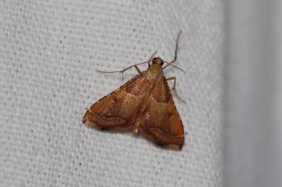 <i>Endotricha flammealis</i>