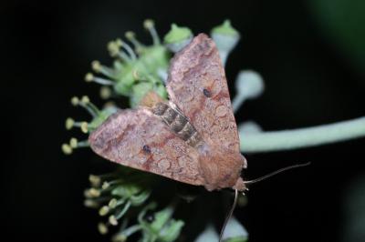 <i>Sunira circellaris</i>