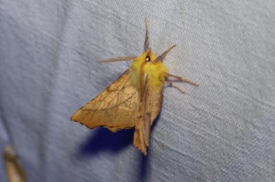 <i>Ennomos alniaria</i>
