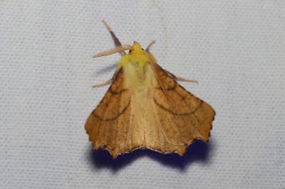 <i>Ennomos alniaria</i>