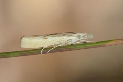 <i>Agriphila geniculea</i>