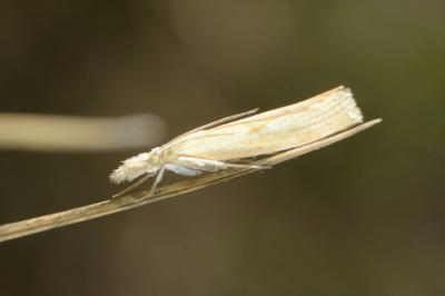 <i>Agriphila inquinatella</i>