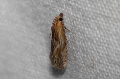<i>Eucosma</i>