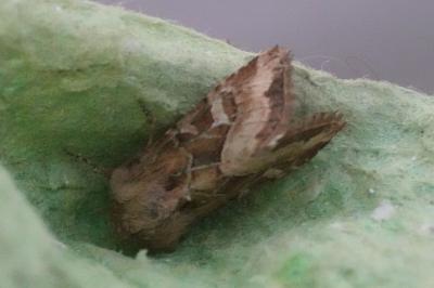 <i>Luperina dumerilii</i>