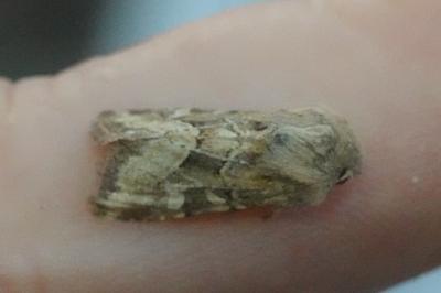 <i>Luperina dumerilii</i>