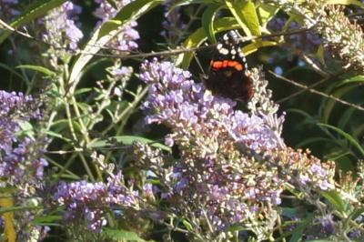 <i>Vanessa atalanta</i>