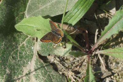 <i>Polyommatus icarus</i>