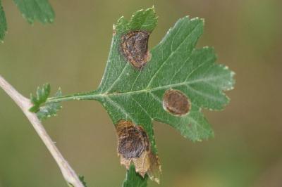 <i>Leucoptera malifoliella</i>