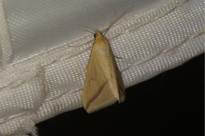 <i>Rhodometra sacraria</i>