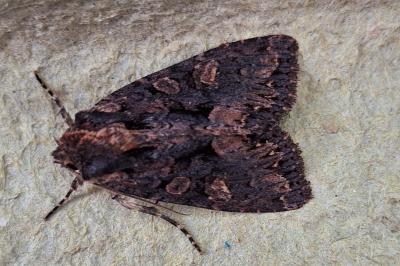 <i>Mniotype satura</i>