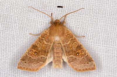 <i>Cirrhia ocellaris</i>