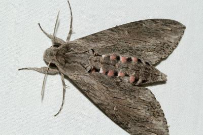 <i>Agrius convolvuli</i>